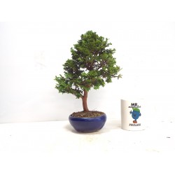 Hinoki