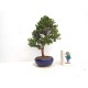 Hinoki Hinoki