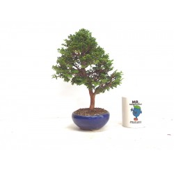 Hinoki