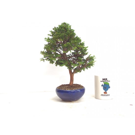 Hinoki Hinoki