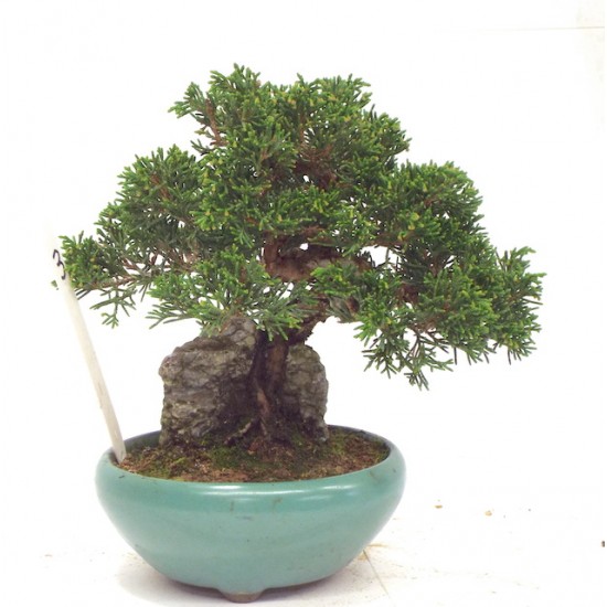 ITOIGAWA JUNIPER ON ROCK ITOIGAWA JUNIPER ON ROCK