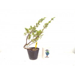 Itoigawa juniper 