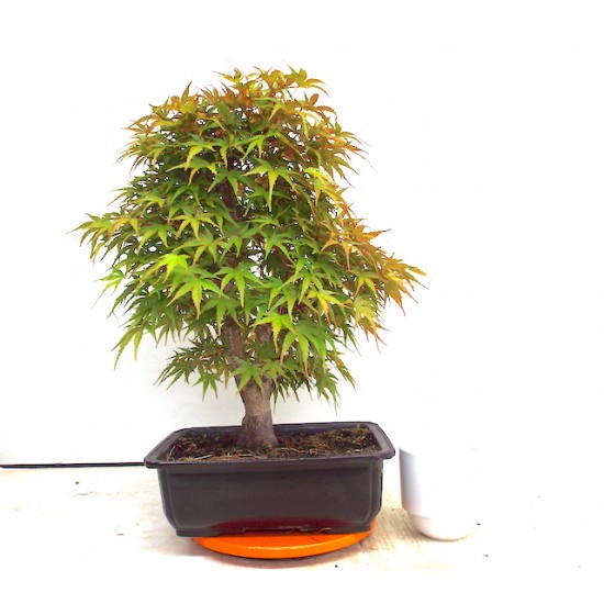 Seigen maple