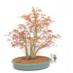 Specimen Mountain maple  clump