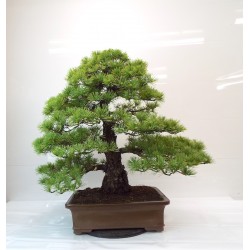 Specimen White pine