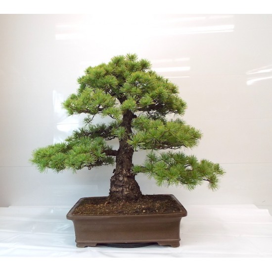 Specimen White pine