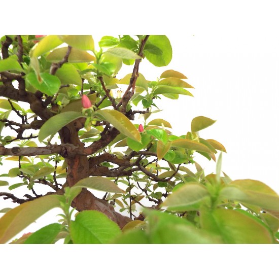 Chinese Quince { Pseudocydonia sinensis } Chinese Quince { Pseudocydonia sinensis }