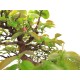 Chinese Quince { Pseudocydonia sinensis } Chinese Quince { Pseudocydonia sinensis }