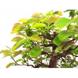  Chinese Quince { Pseudocydonia sinensis  }
