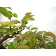 Chinese Quince { Pseudocydonia sinensis } Chinese Quince { Pseudocydonia sinensis }
