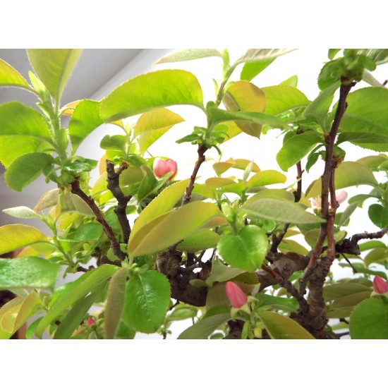 Chinese Quince { Pseudocydonia sinensis } Chinese Quince { Pseudocydonia sinensis }
