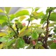 Chinese Quince { Pseudocydonia sinensis } Chinese Quince { Pseudocydonia sinensis }