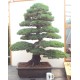 Specimen White Pine
