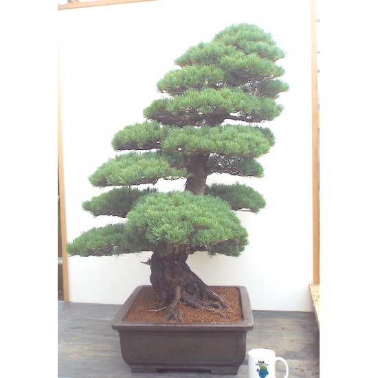 Specimen White Pine
