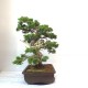 Specimen Itoigawa juniper