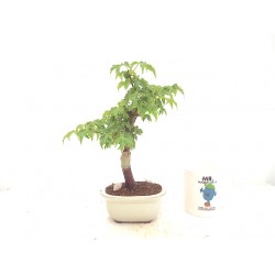 Shishigashira 
