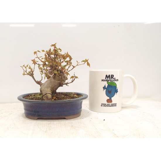 Shohin Trident Maple
