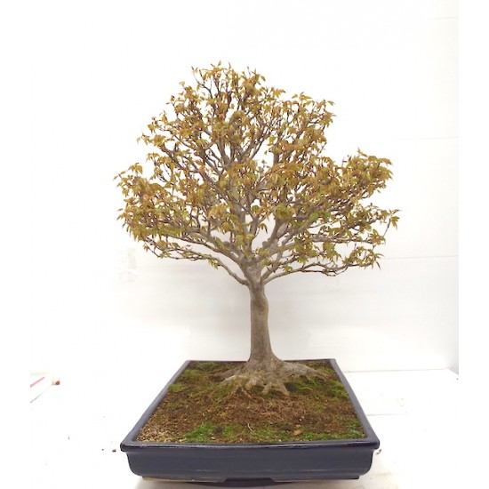 Trident maple Trident maple