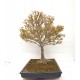 Trident maple Trident maple