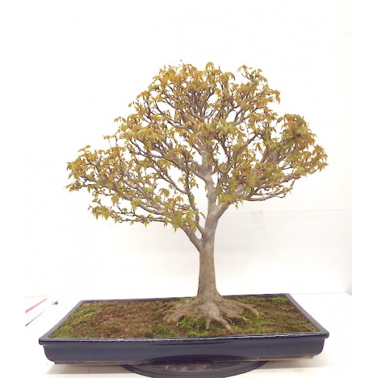 Trident maple Trident maple