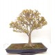 Trident maple Trident maple