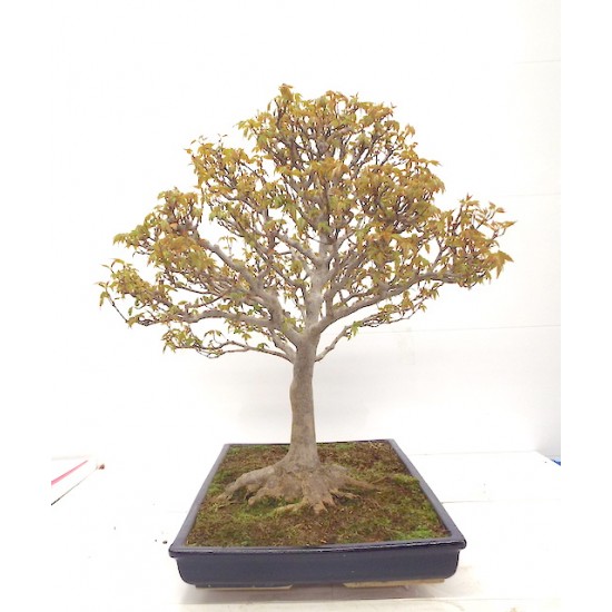Trident maple Trident maple