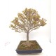 Trident maple Trident maple