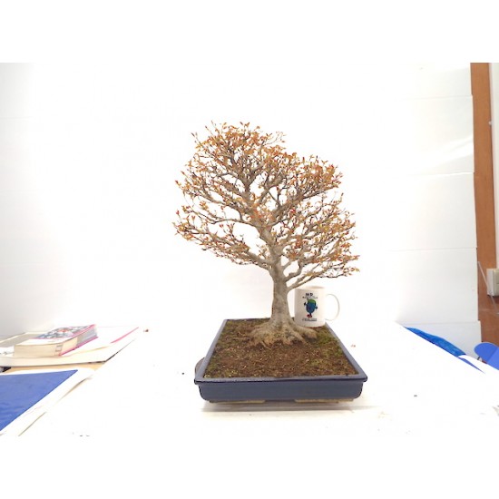 Trident maple Trident maple