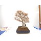 Trident maple Trident maple
