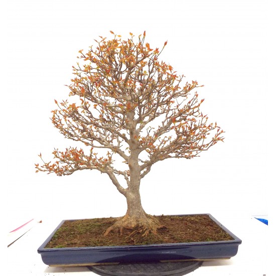 Trident maple Trident maple