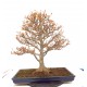 Trident maple Trident maple