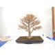 Trident maple Trident maple