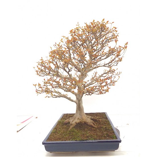 Trident maple Trident maple