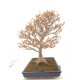 Trident maple Trident maple
