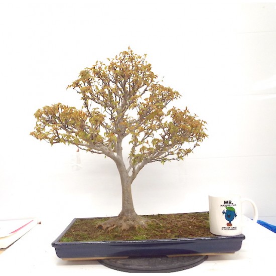 Trident maple Trident maple