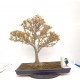Trident maple Trident maple
