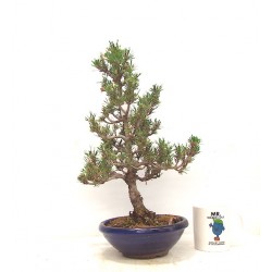 Black pine , "Kotobuki "