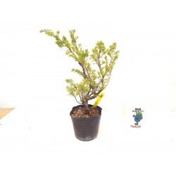 Itoigawa juniper