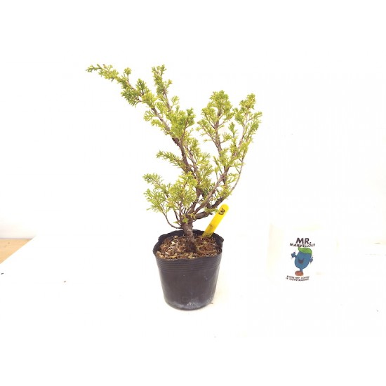 Itoigawa juniper