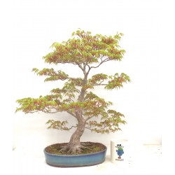 Specimen Mountain Maple