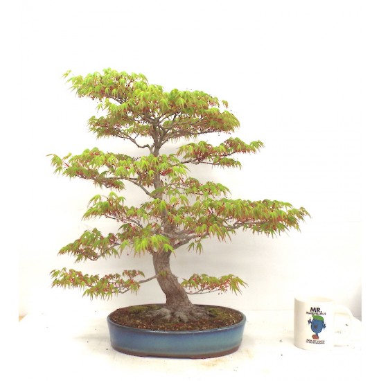Specimen Mountain Maple