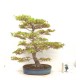 Specimen Mountain Maple
