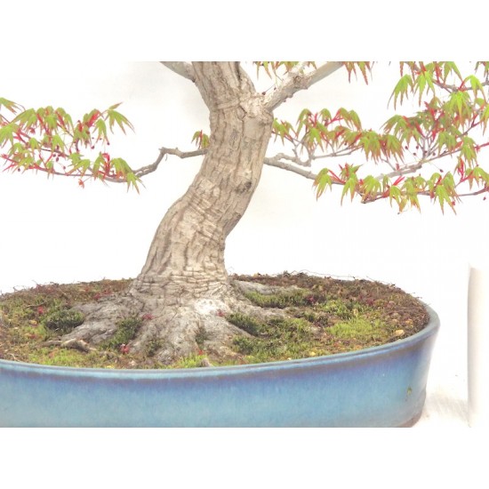 Specimen Mountain Maple