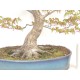 Specimen Mountain Maple
