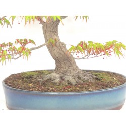 Specimen Mountain Maple