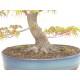 Specimen Mountain Maple