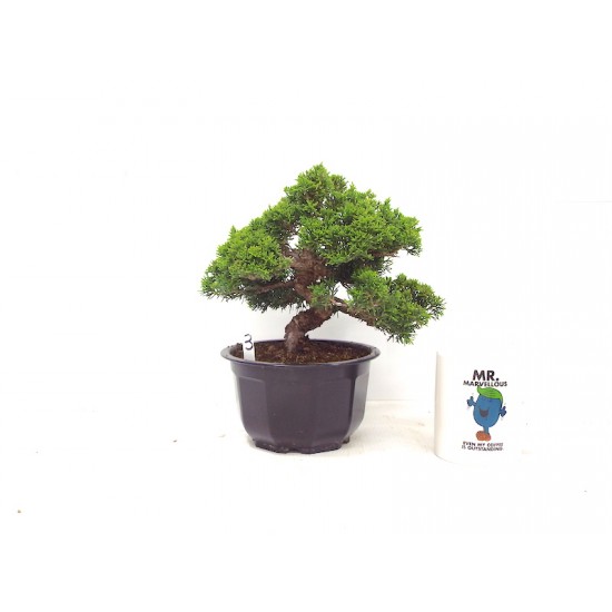 ITOIGAWA JUNIPER ITOIGAWA JUNIPER