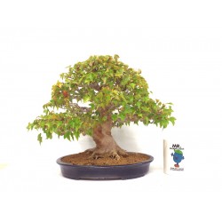 Specimen Trident Maple