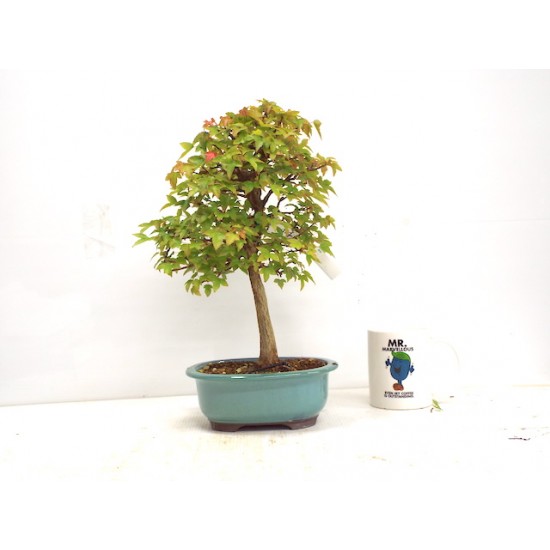 Trident Maple Trident Maple