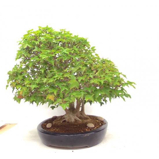 Specimen Trident Maple Specimen Trident Maple